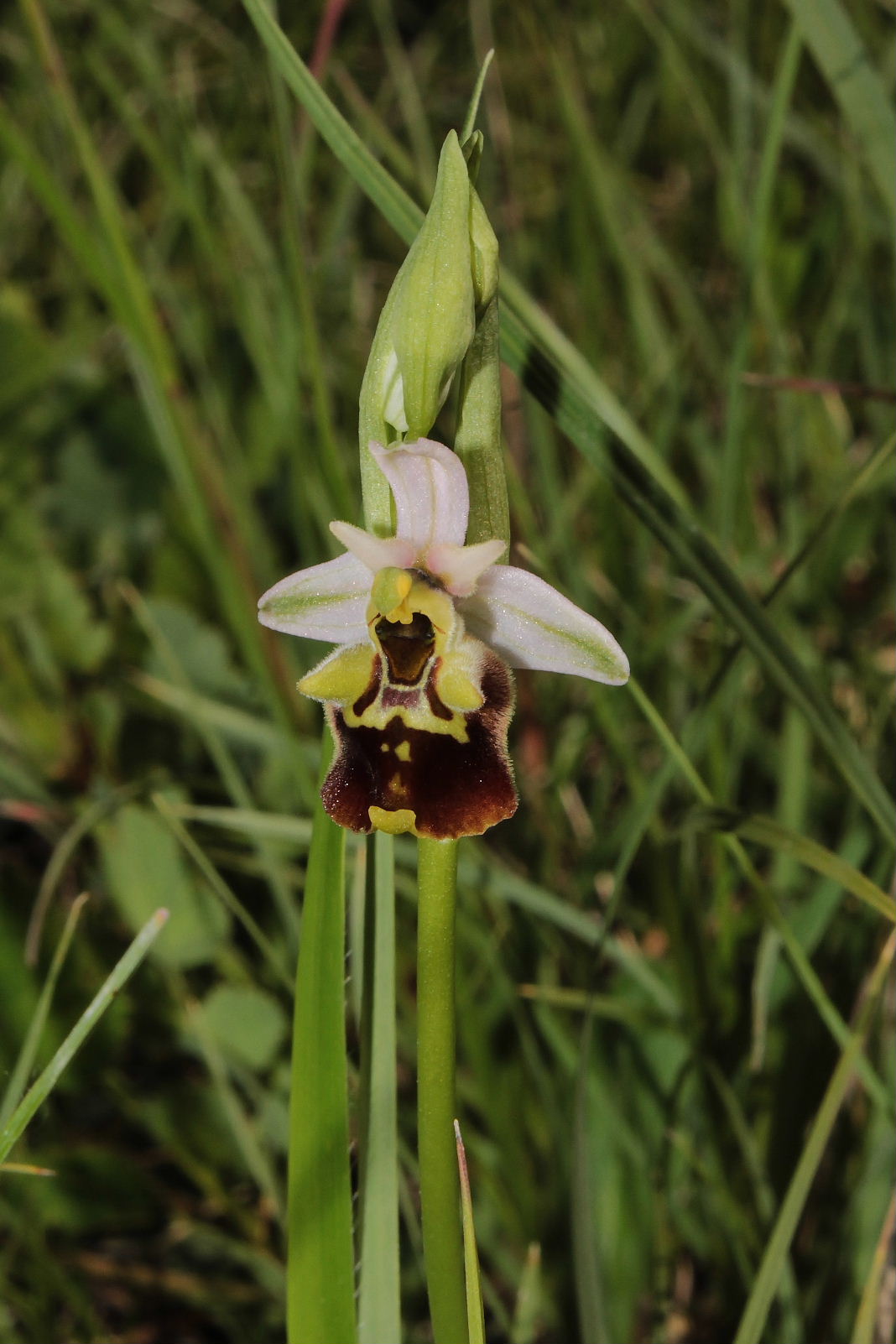 Orchidee Basso PiemonteEntroterra Liguria